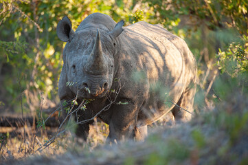 a black rhino seen on a safari in south africa