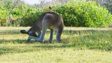 Kangaroo Scratches Its Head As A Bird Sits On Its Back