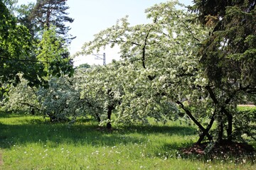 blooming prunus padus trees with many white flowers on dark spring days
