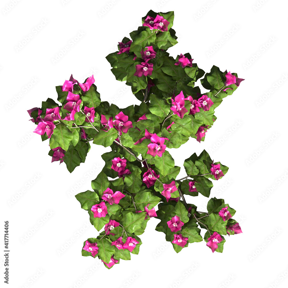 VEGETATION TOP VIEW - TREES AND BUSHES IN PLAN