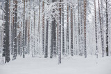 Fototapeta Las - White winter in pine  forest 
