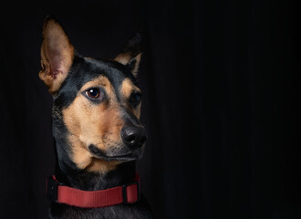 Stray mongrel rescued thai dog portrait soft black background lookind one side horizontal no people