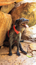 Vertical Shot Of A Black Dog With A Collar Laying On A Stone