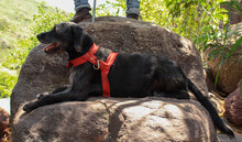 A Black Dog With A Collar Laying On A Stone