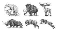 Mammoth Or Extinct Elephant, Woolly Rhinoceros Cave Bear Lion. Panthera Saber Toothed Tiger, Irish Elk Or Deer, Ground Sloth, Megatheriidae. Vintage Animal. Retro Mammals. Hand Drawn Engraved Sketch.
