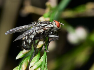 fly on a leaf