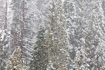 Poster - USA, California, Oakhurst. Fir trees in snowfall.