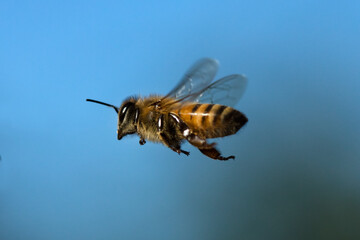 USA, California. Honey bee in flight.