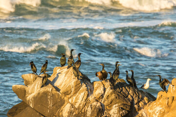 Poster - USA, California, San Luis Obispo County. Pelagic cormorants on rocks next to ocean.