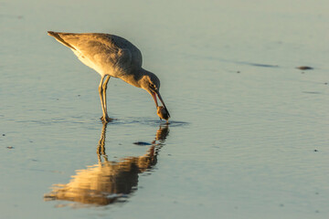 Sticker - USA, California, San Luis Obispo County. Willet with food.