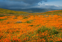 USA, California, Mojave Desert. California Poppy Super Bloom.