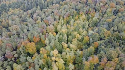 Sticker - Bunter Wald im Herbst mit vielen verschiedenen Farben