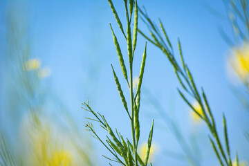 Wall Mural - Green mustard pods growing at agriculture field