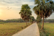 Scenic village road lined with palm trees with view of agriculture fields at sunset at a rural district in West Bengal, India