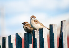Two Sparrows On A Fence