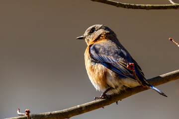 A female Eastern bluebird,  small migratory thrush song bird (Sialia sialis) native to North America is perching on leafless tree on a winter morning. This blue bird was  spotted in Maryland.