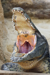 Poster - The Nile crocodile (Crocodylus niloticus) with open jaws with yellow background. Huge open jaws with lots of teeth.