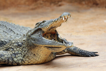 Wall Mural - The Nile crocodile (Crocodylus niloticus) with open jaws with yellow background. Huge open jaws with lots of teeth.