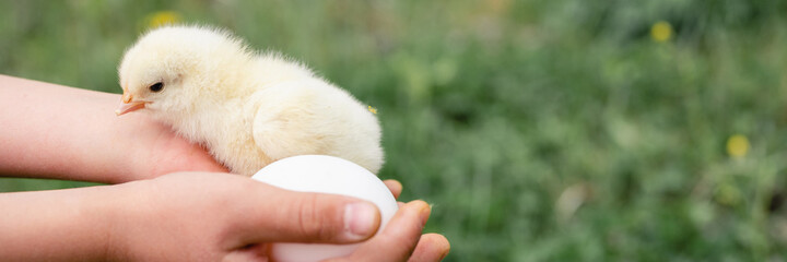 cute little tiny newborn yellow baby chick in kid's hands of farmer on green grass and chicken eggs background. banner