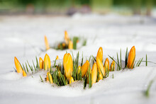Crocus Flavus, Known As  Dutch Yellow Crocus Blooming Through The Snow Marking The End Of Winter.