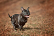 © Radek Havlicek - Beautiful dog of Staffordshire Bull Terrier breed, black color, smiling face running in autumn leaves.