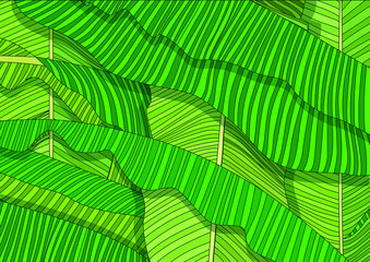 Wall Mural - banana leaf fresh design and pattern background illustration vector