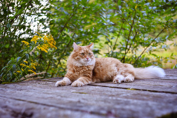 a beautiful red domestic fluffy cat lies in the garden on a wooden bridge, a summer day