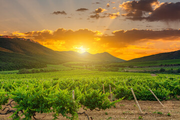 Poster - Beautiful vineyard at sunset. Travel around Tuscany, Italy.