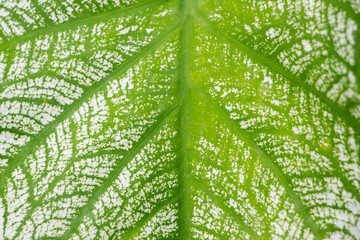 green plant leaf background