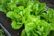 Fresh organic green cos lettuce growing on a natural farm. Photosynthesis salad vegetables on the soil in the plantation. chlorophyll leaf bio concept.