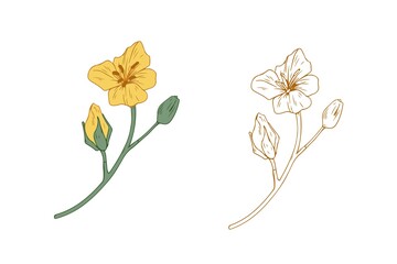 Colored and outlined branches of yellow rapeseed plant. Rape canola flower buds. Botanical elements in retro style. Realistic hand-drawn vector illustration isolated on white background.