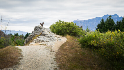 a wild goat standing on the top of rocks at queenstown hill walkway