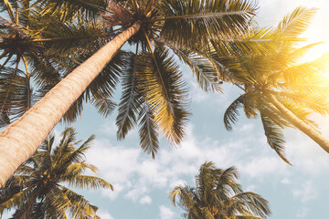 Wall Mural - tropical palm tree with sun light on sunset sky and cloud abstract background.