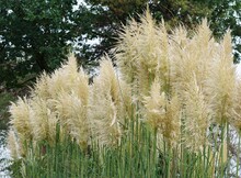 Pampas Grass, Cortaderia Selloana Is A Species Of The Sweet Grass Family. A Ornamental Plant As A Shrub, Cut Flower, Very Decorative In Autumn, An Eye-catcher In Gardens And Parks. Blurred Background
