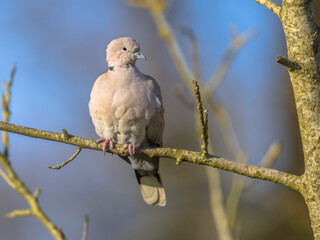 Canvas Print - Eurasian collared dove perched on branch