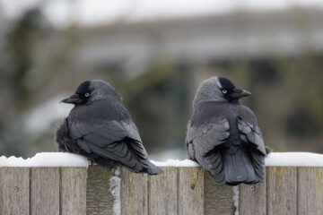 Crows in the snow in the Netherlands