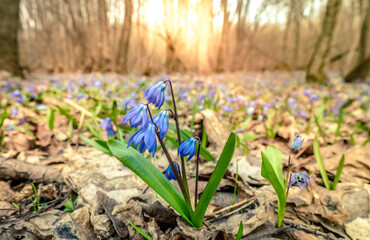 Wall Mural - scilla spring primroses blooming with blue flowers in the rays of the spring morning sun