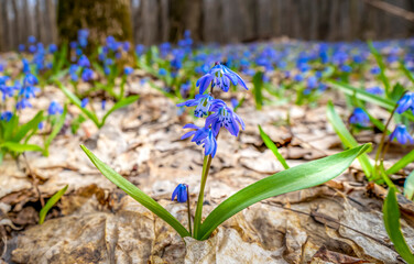 Wall Mural - scilla spring primroses blooming with blue flowers in the rays of the spring morning sun