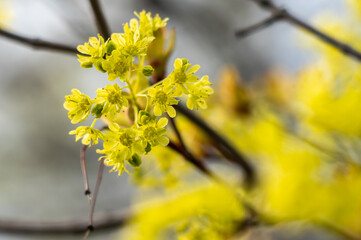 Wall Mural - spring maple blossom, maple flowers close-up on a blurry background