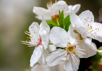 Wall Mural - beautiful cherry blossoms on a blurry background with beautiful bokeh