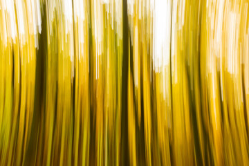 Abstract motion blur of a forest in autumn