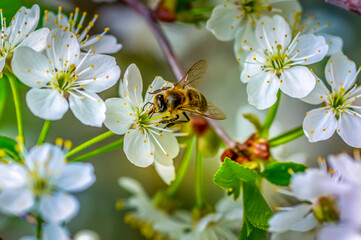Wall Mural - cherry blossom close-up, bee pollinates white flowers