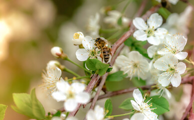 Wall Mural - cherry blossom close-up, bee pollinates white flowers