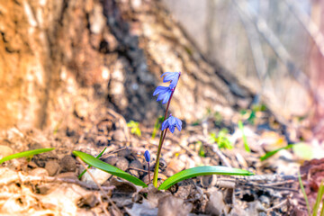 Wall Mural - scilla spring primroses blooming with blue flowers in the rays of the spring morning sun