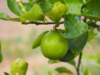 Wall Mural - Lemon on the tree blurred of nature background, plant Sour taste fruit