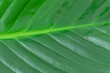 © Julia Anisimova - Natural green leaf backdrop in close-up