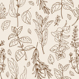 Fototapeta Boho - Pattern herbs. Spices. Italian herb drawn black lines on a white background. Vector illustration. Basil, Parsley, Rosemary, Sage, Bay, Thyme, Oregano, Mint
