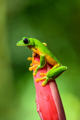 Canvas Print - Gliding tree frog (Agalychnis spurrelli) is a species of frog in family Hylidae. It is found in Colombia, Costa Rica, Ecuador, and Panama.