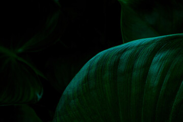 abstract background, closeup green leaves texture