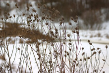 Dry Vegetation On A Snowy Winter Background